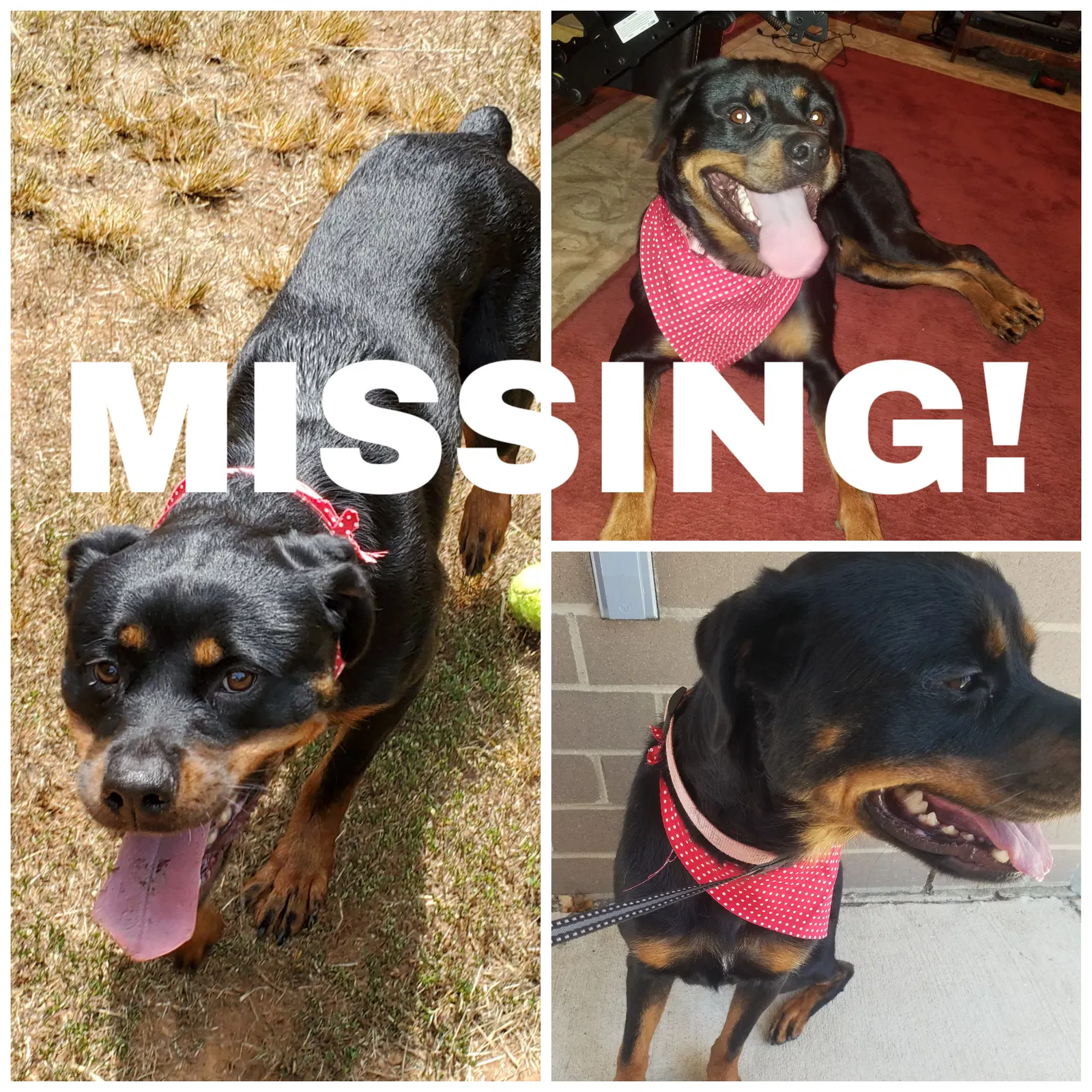 Lost dog in Spotsylvania, VA, 22553