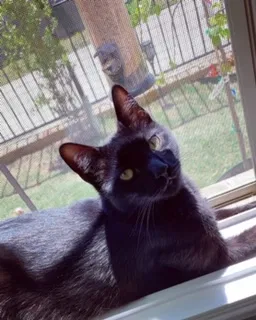 Lost cat in Mckinney, TX, 75070