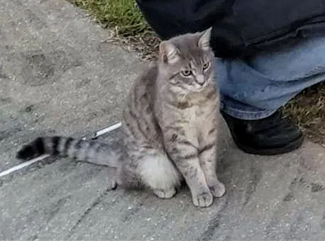 Lost cat in Navarre, FL, 32566