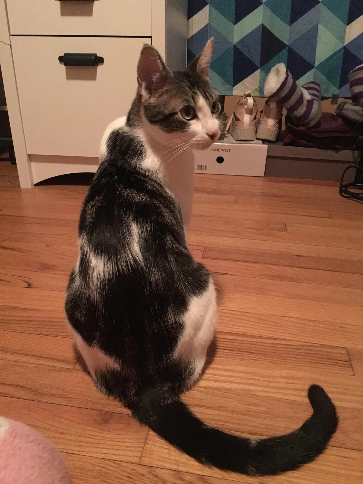 Lost cat in Fort Worth, TX, 76109