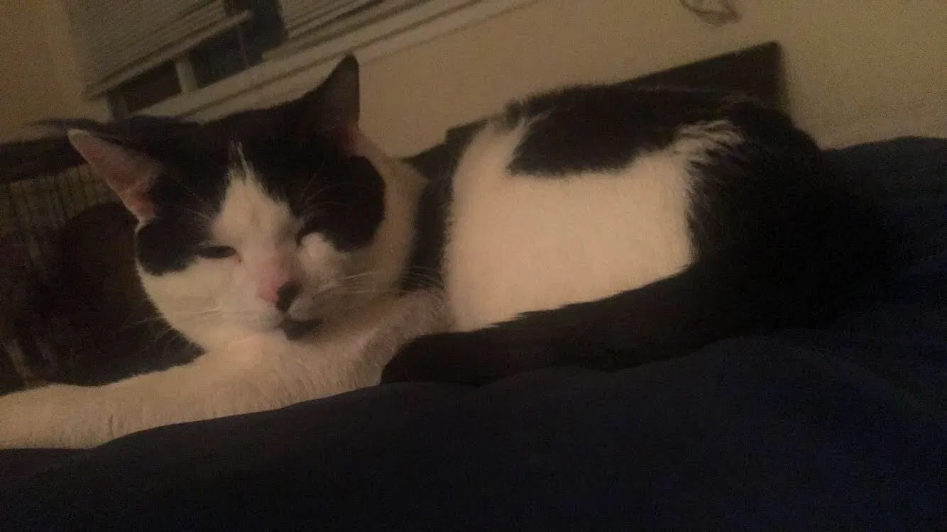 Lost cat in Downers Grove, IL, 60515