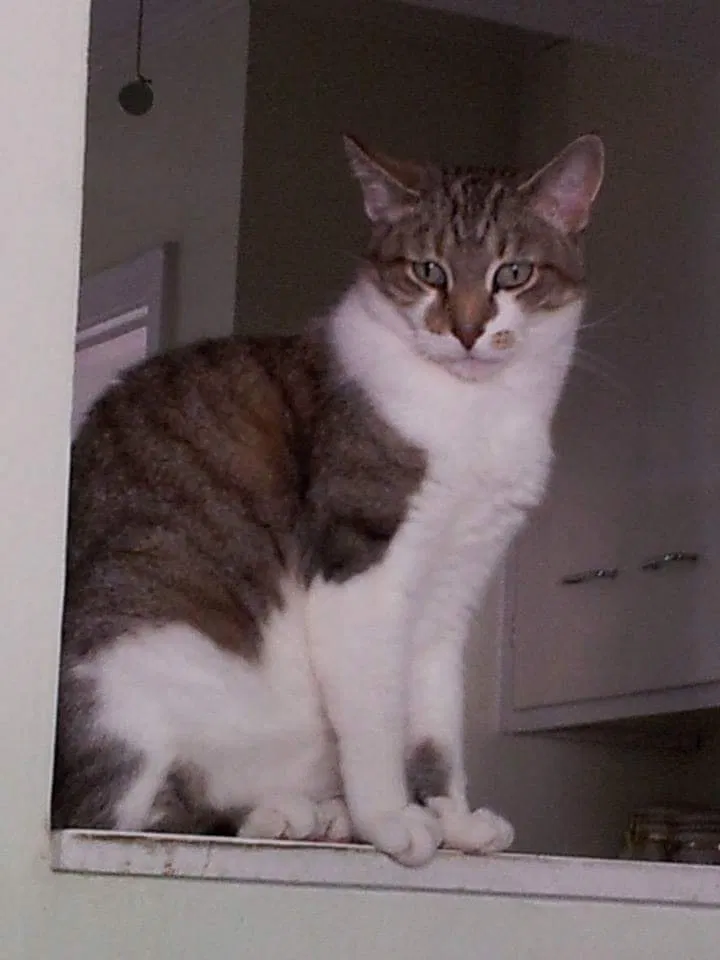 Lost cat in Kansas City, MO, 64114