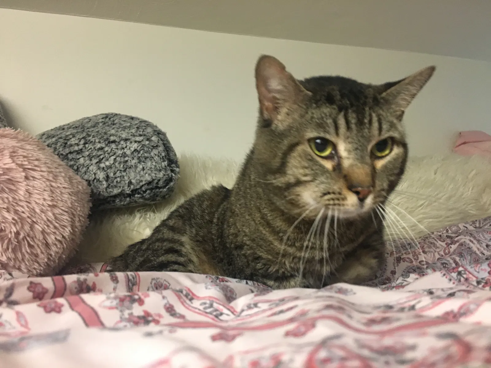 Lost cat in Marysville, OH, 43040