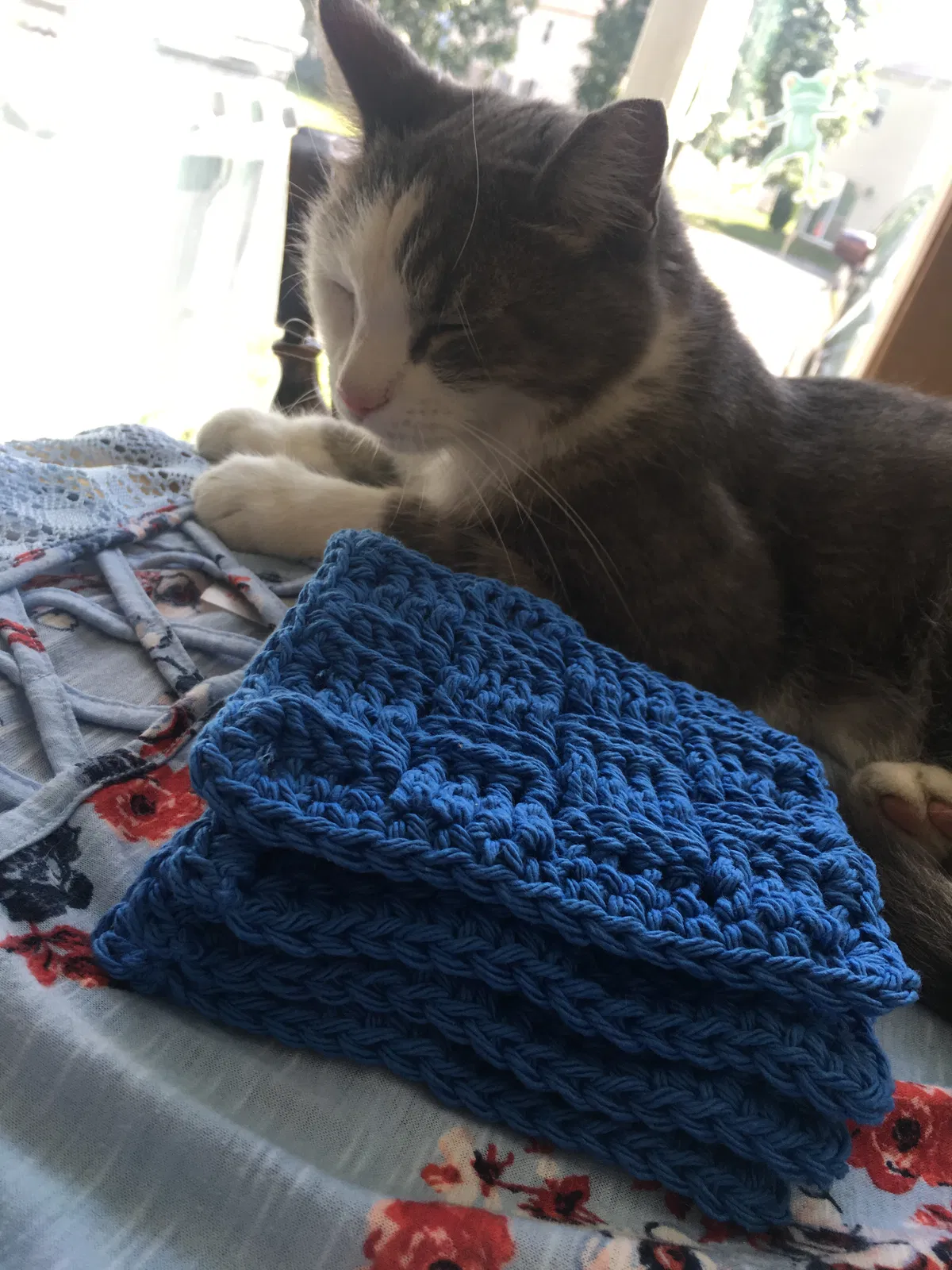 Lost cat in Powell, OH, 43065
