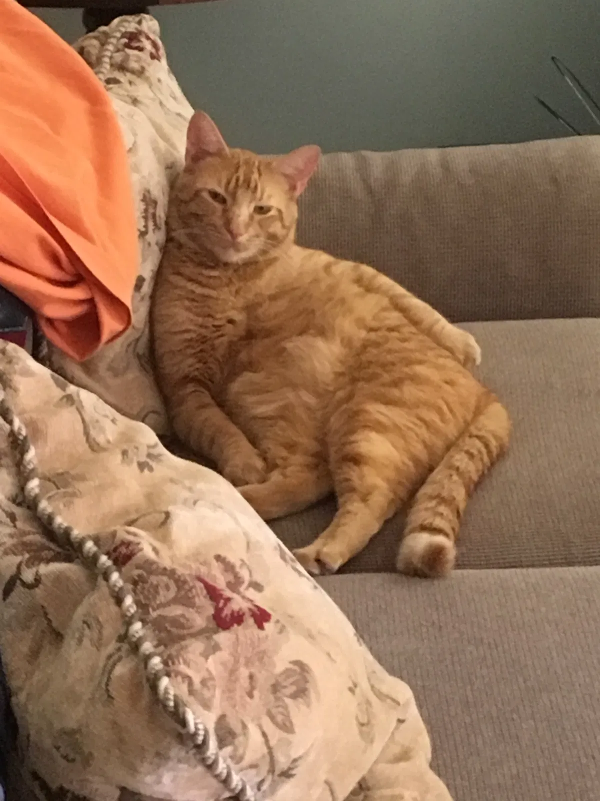 Lost cat in Stafford, VA, 22554