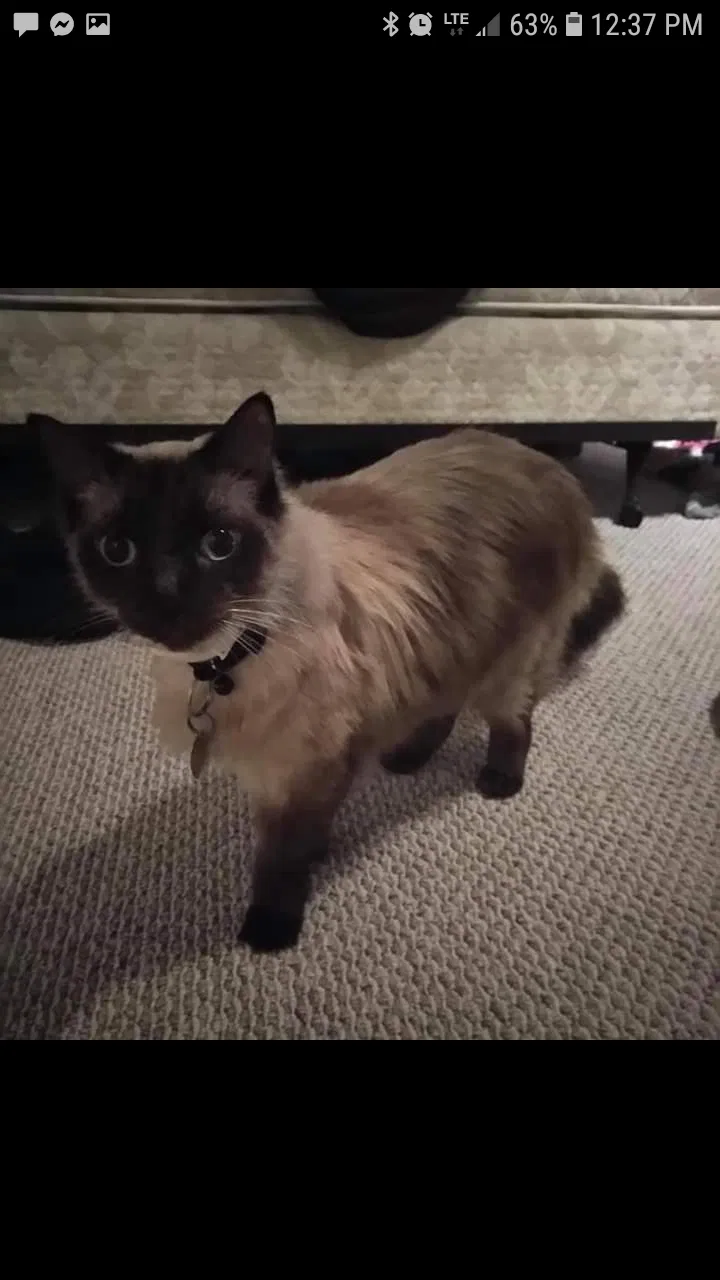 Lost cat in Fort Mill, SC, 29708