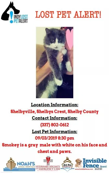 Lost cat in Shelbyville, IN, 46176