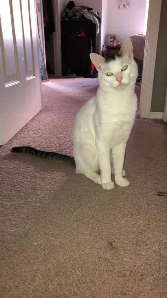 Lost cat in Meridian, ID, 83646