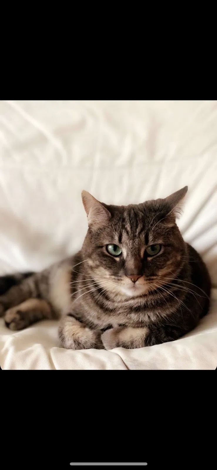 Lost cat in Easton, PA, 18045