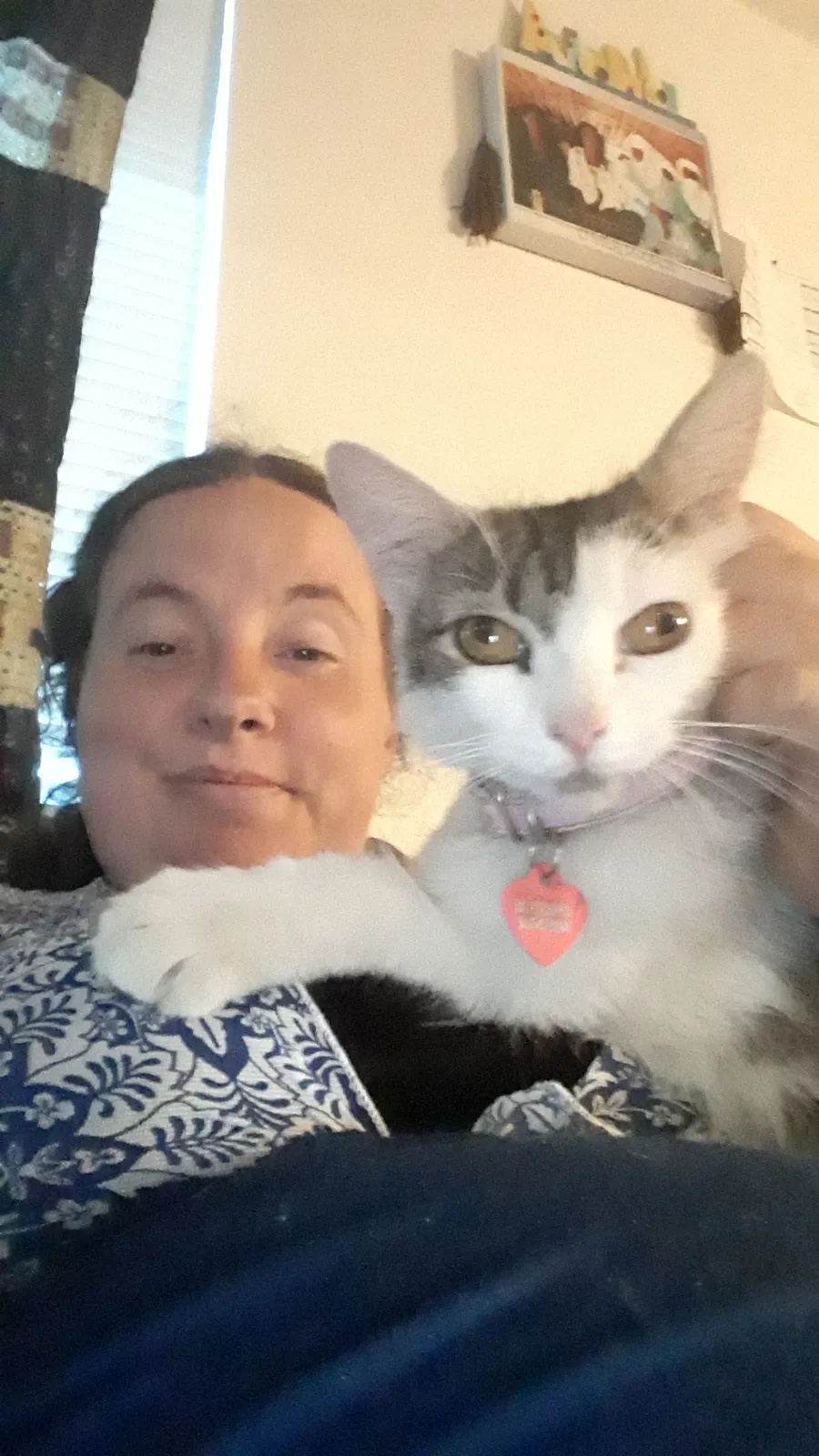 Lost cat in Tucson, AZ, 85745
