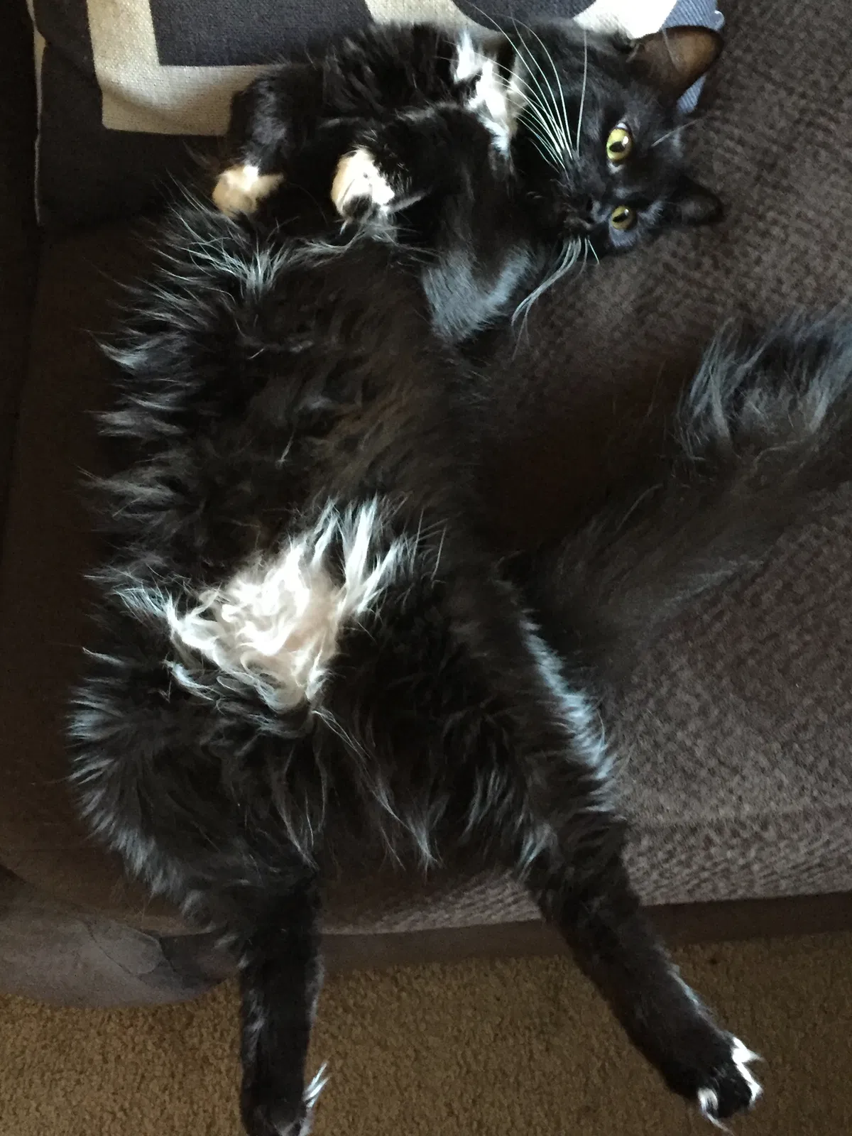 Lost cat in Phoenix, AZ, 85044