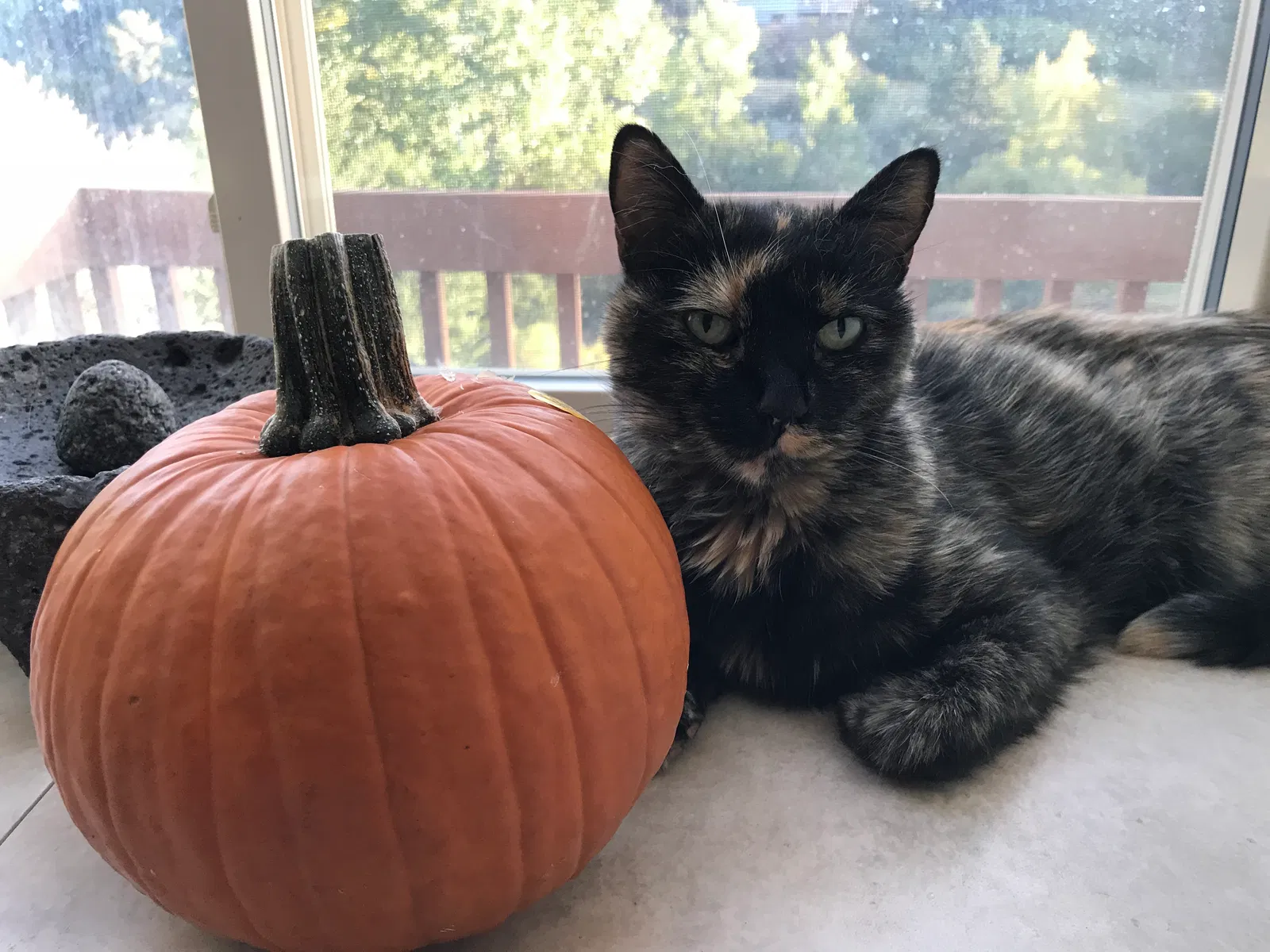 Lost cat in Colorado Springs, CO, 80919