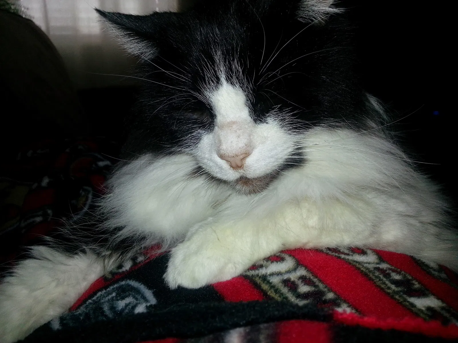 Lost cat in San Diego, CA, 92120