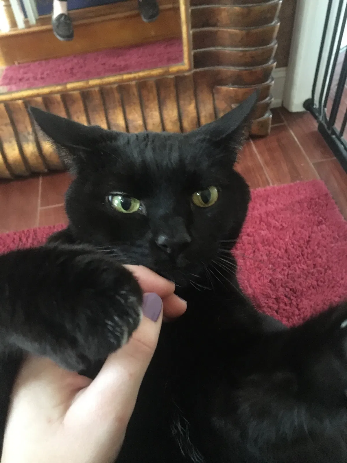Lost cat in Huntersville, NC, 28078