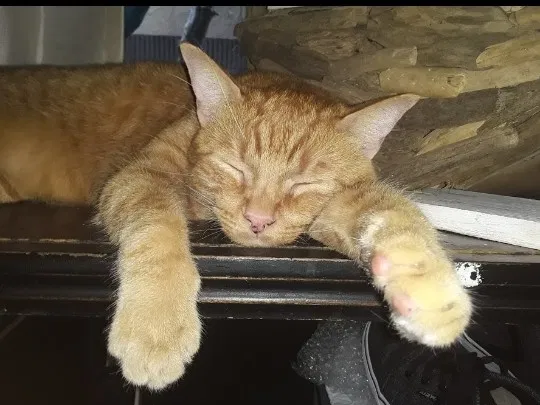 Lost cat in Laguna Beach, CA, 92651