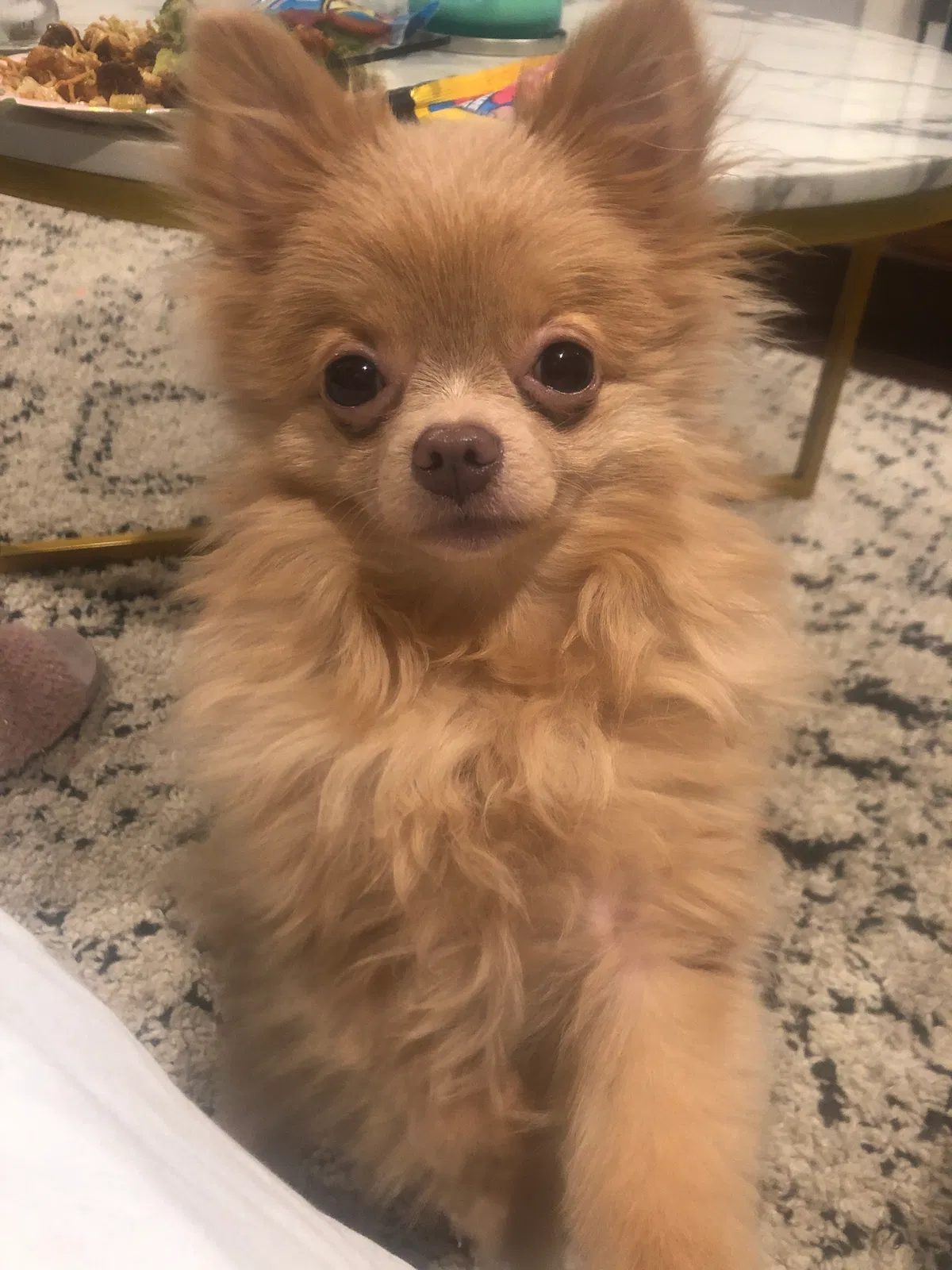Lost dog in Reseda, CA, 91335