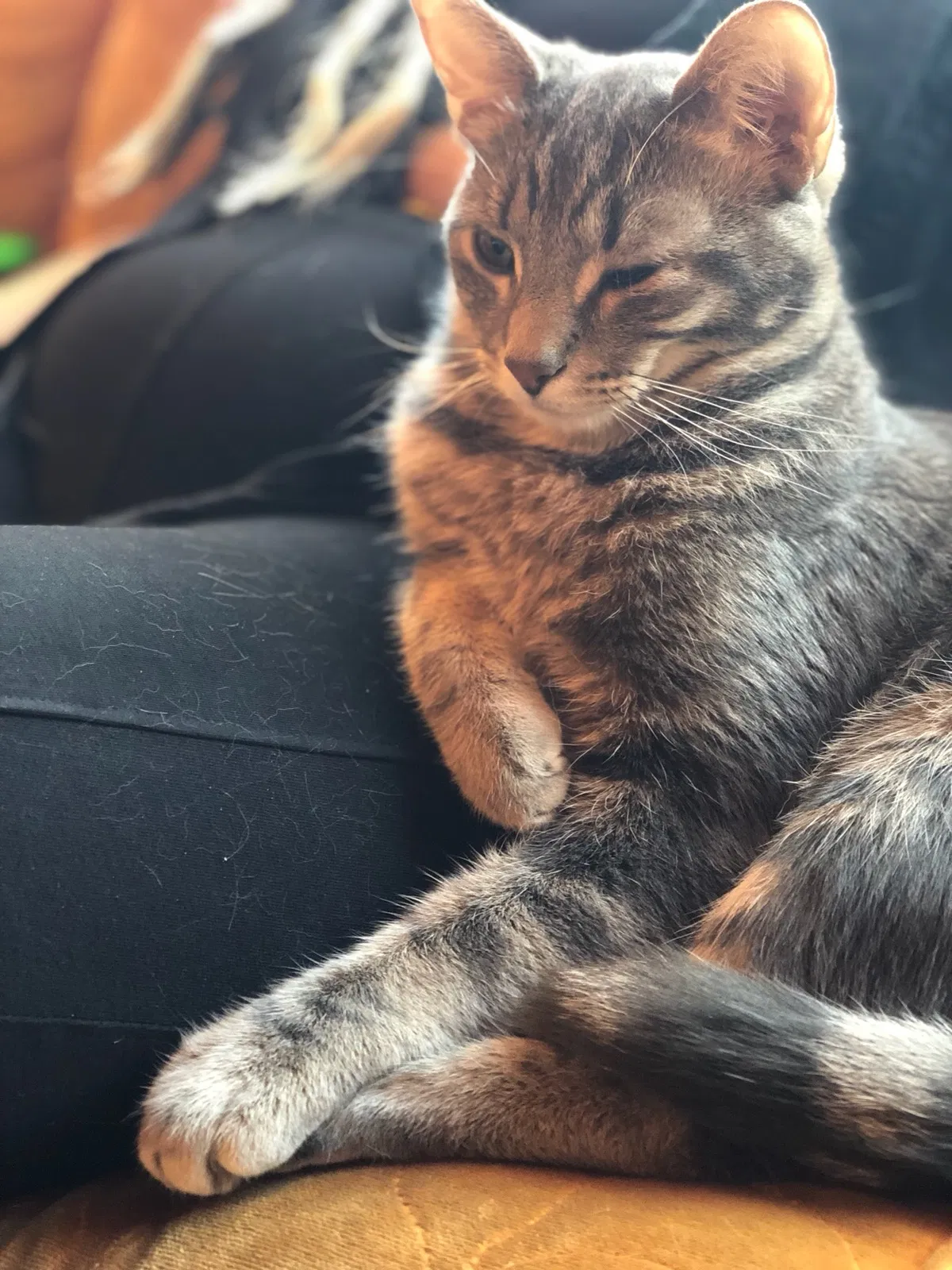 Lost cat in Los Angeles, CA, 90023