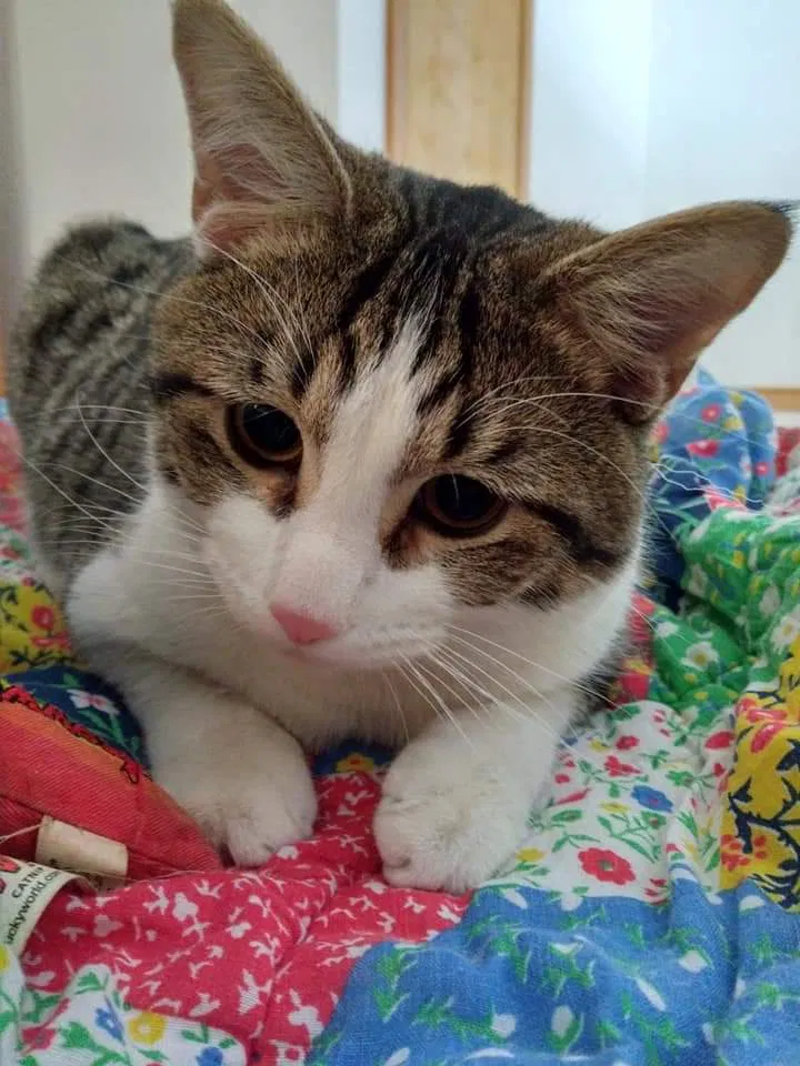 Lost cat in Saint Paul, MN, 55108