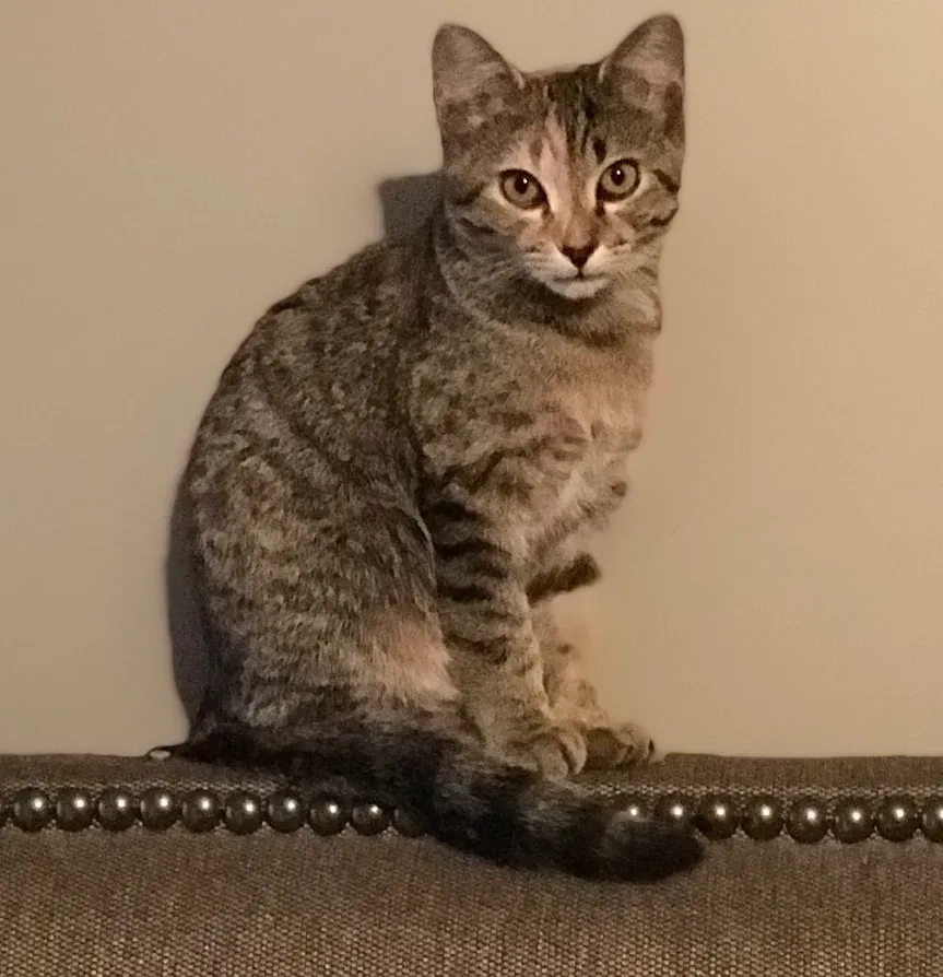 Lost cat in Murfreesboro, TN, 37128