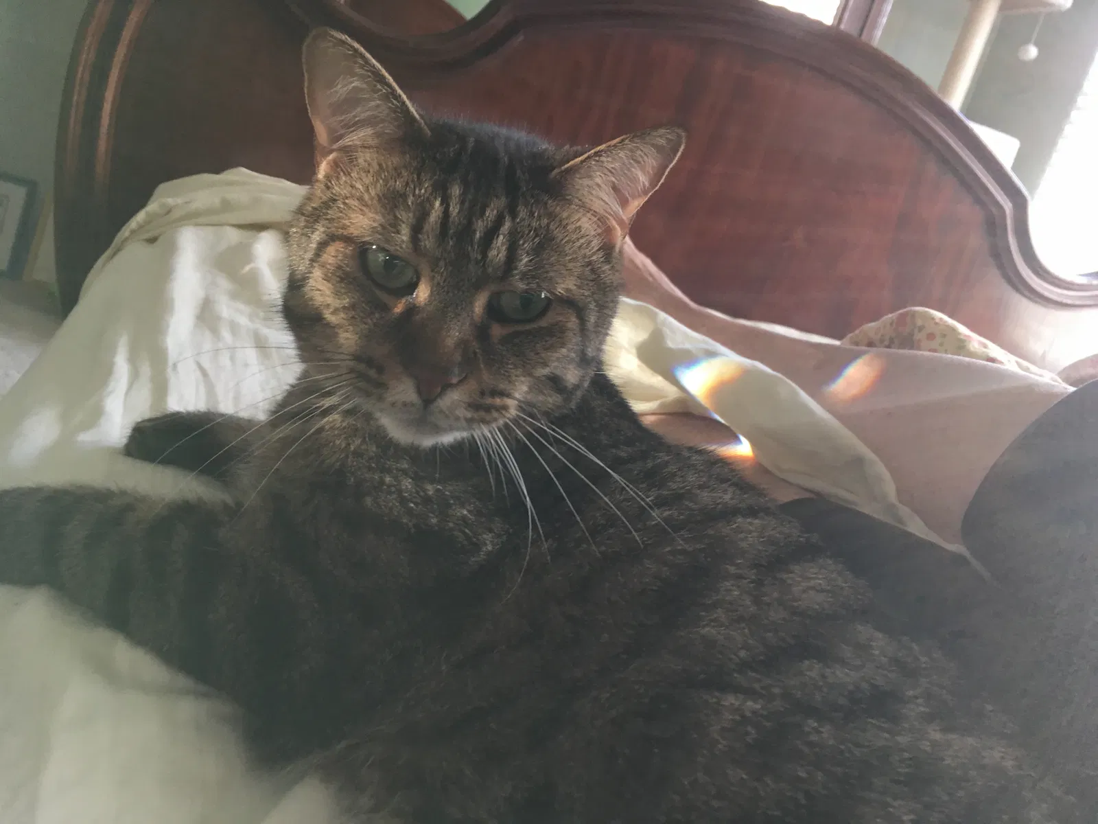 Lost cat in Canton, MI, 48188