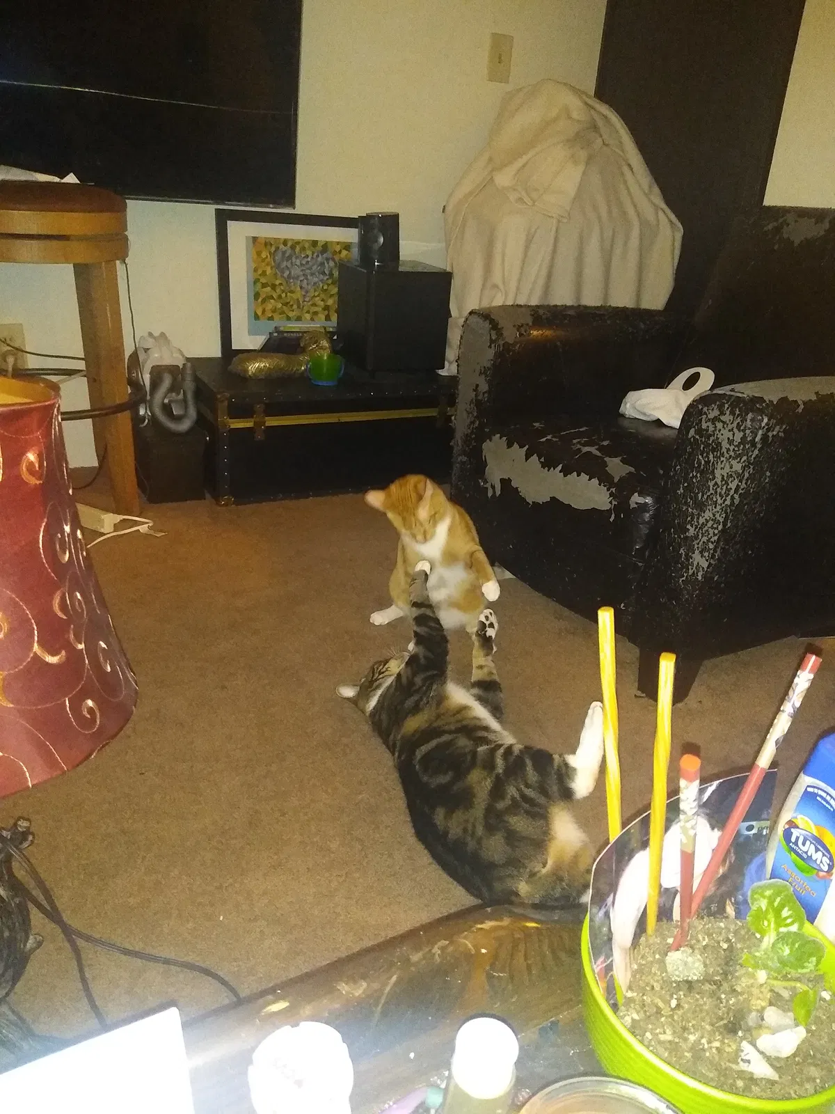 Lost cat in Lakewood, WA, 98439