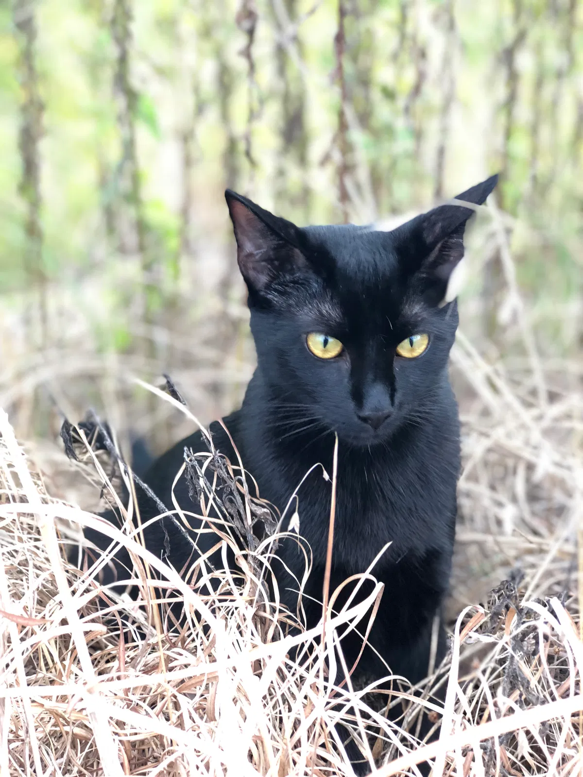 Lost cat in Clarksville, TN, 37040
