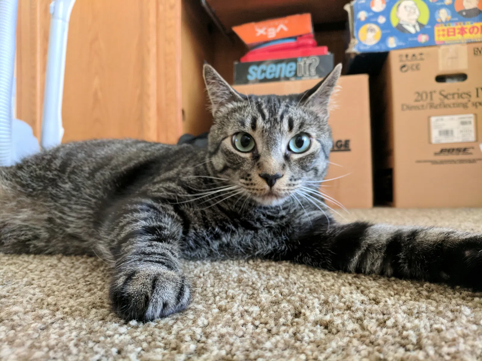 Lost cat in San Diego, CA, 92131