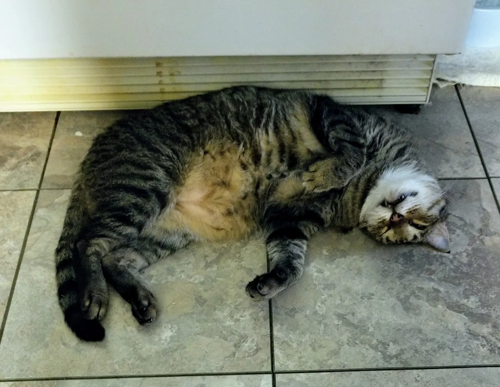 Lost cat in Baton Rouge, LA, 70820