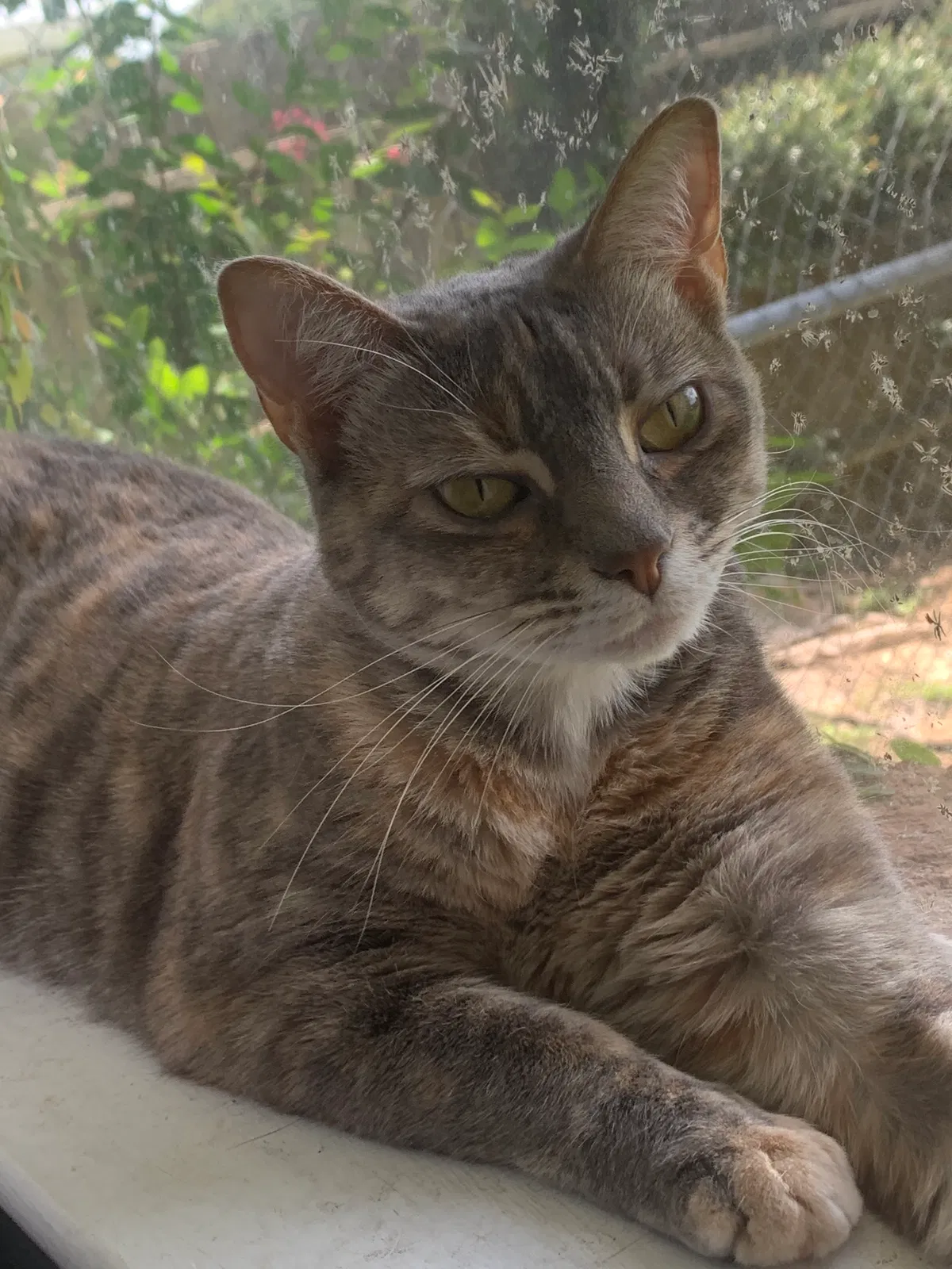 Lost cat in Katy, TX, 77450