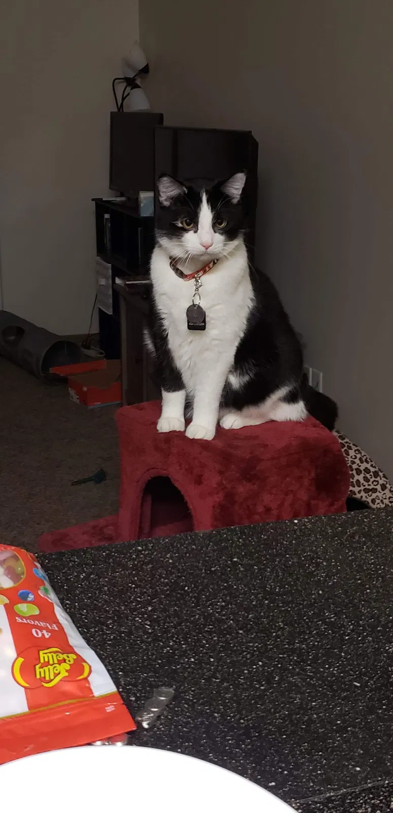 Lost cat in Pataskala, OH, 43062