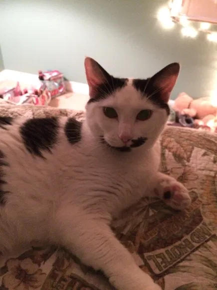Lost cat in Cape Coral, FL, 33904