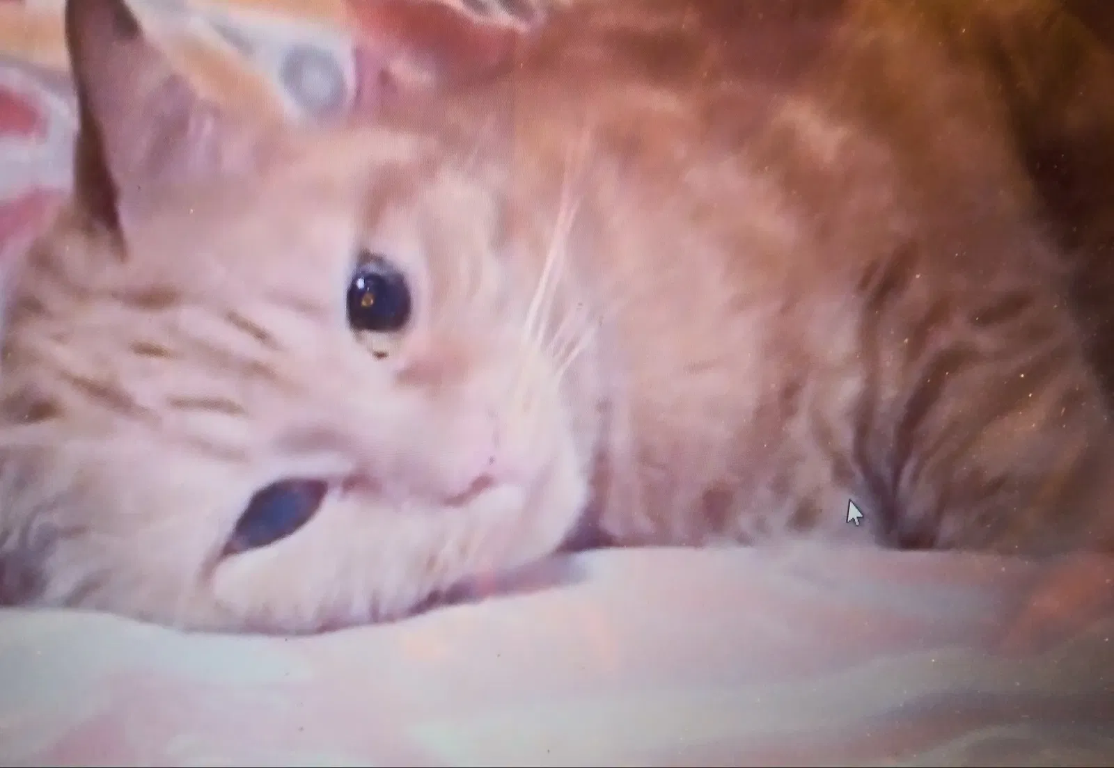 Lost cat in Deland, FL, 32724