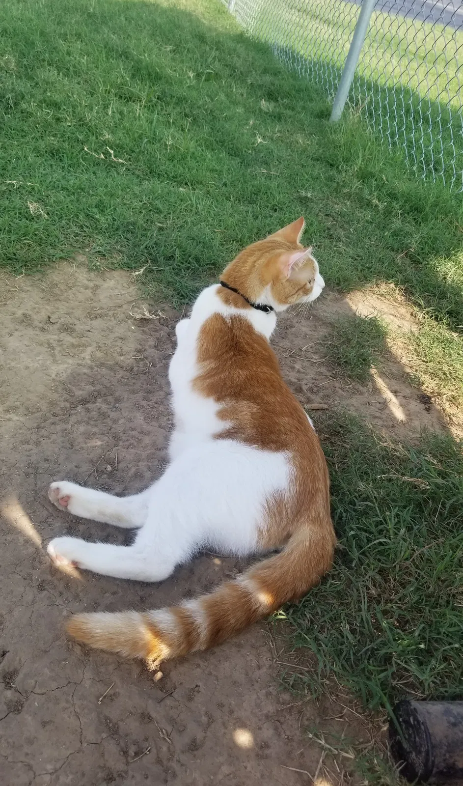 Lost cat in Goodyear, AZ, 85338