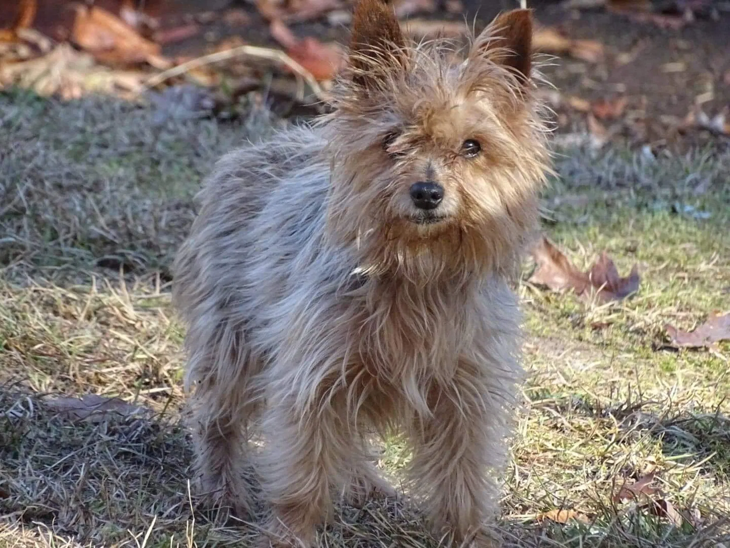 Lost dog in Warner Robins, GA, 31088