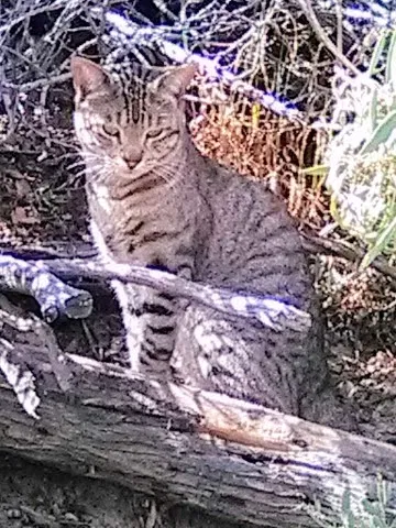 Lost cat in San Diego, CA, 92114