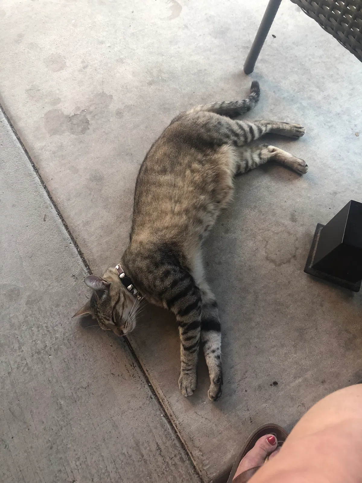 Lost cat in Albuquerque, NM, 87114