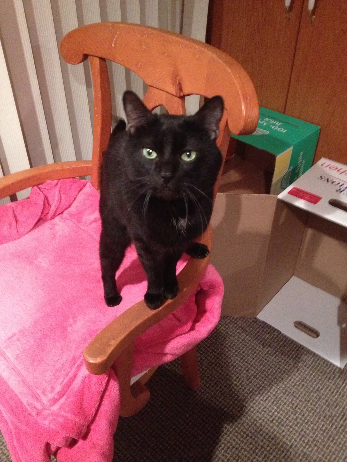 Lost cat in Maryland Heights, MO, 63043