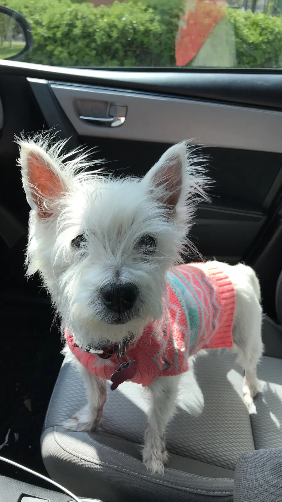 Lost dog in Baytown, TX, 77521