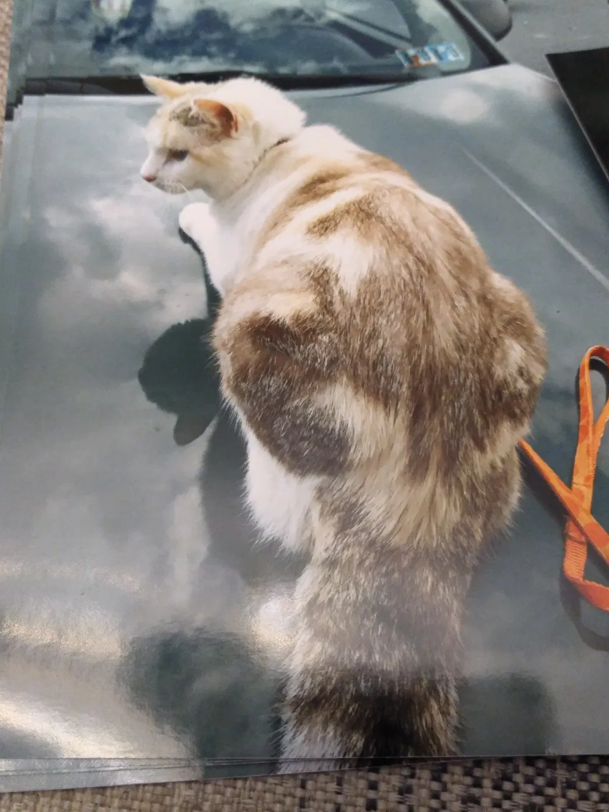 Lost cat in Allentown, PA, 18103