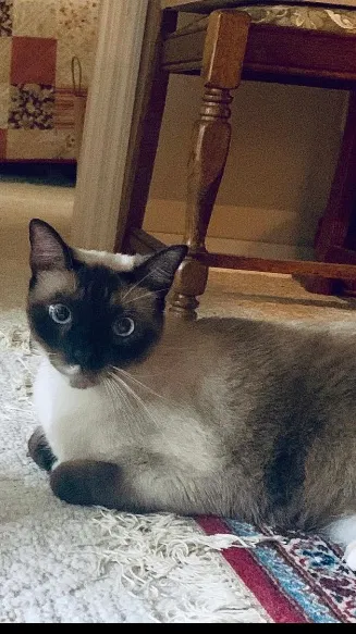 Lost cat in Gainesville, FL, 32608