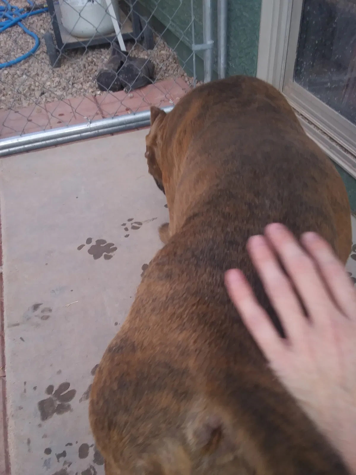 Found dog in Florence, AZ, 85132