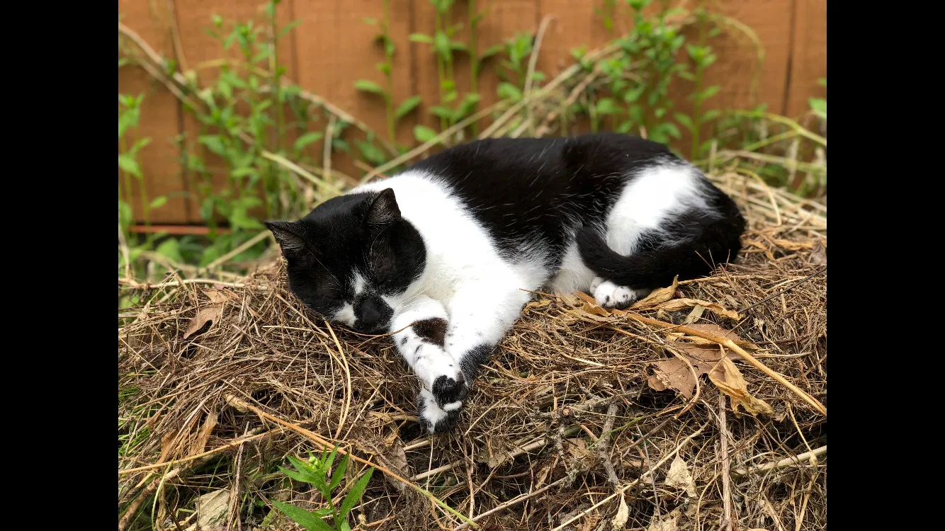 Lost cat in East Greenbush, NY, 12061