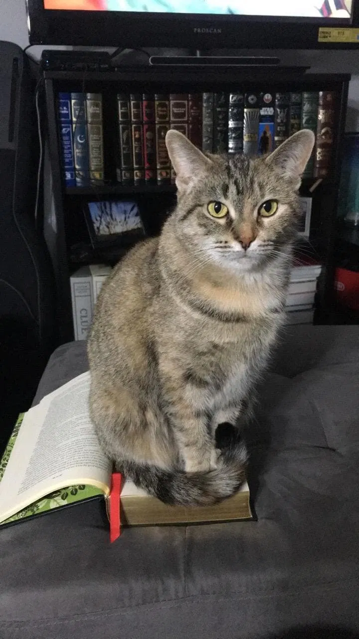 Lost cat in Redford, MI, 48239
