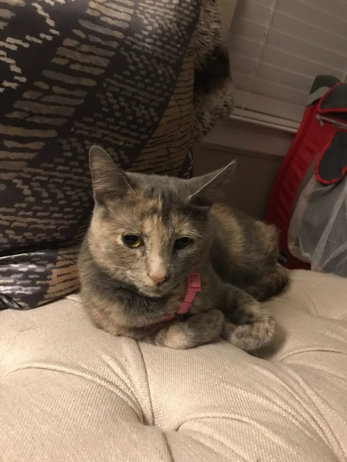 Lost cat in Round Rock, TX, 78681