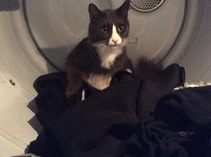 Lost cat in Greenville, SC, 29615