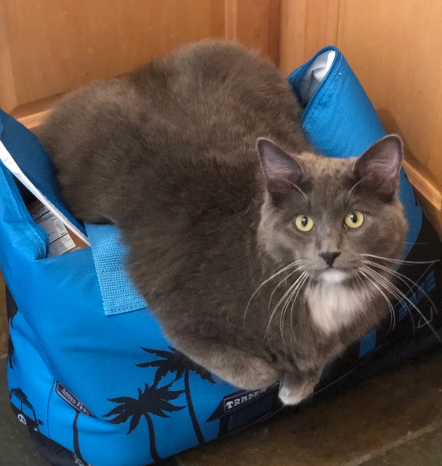Lost cat in Park City, UT, 84060