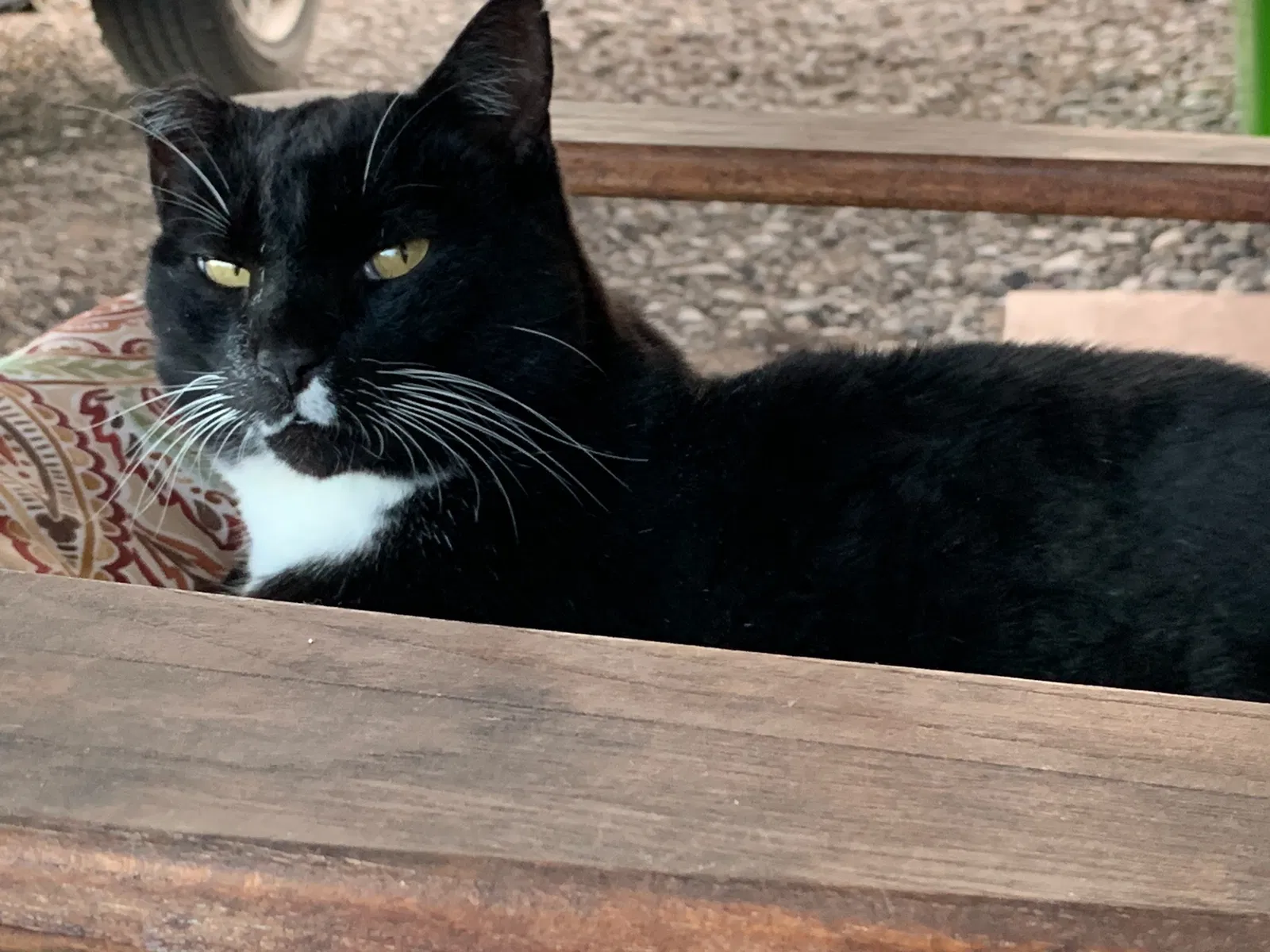 Lost cat in Anthony, NM, 88021