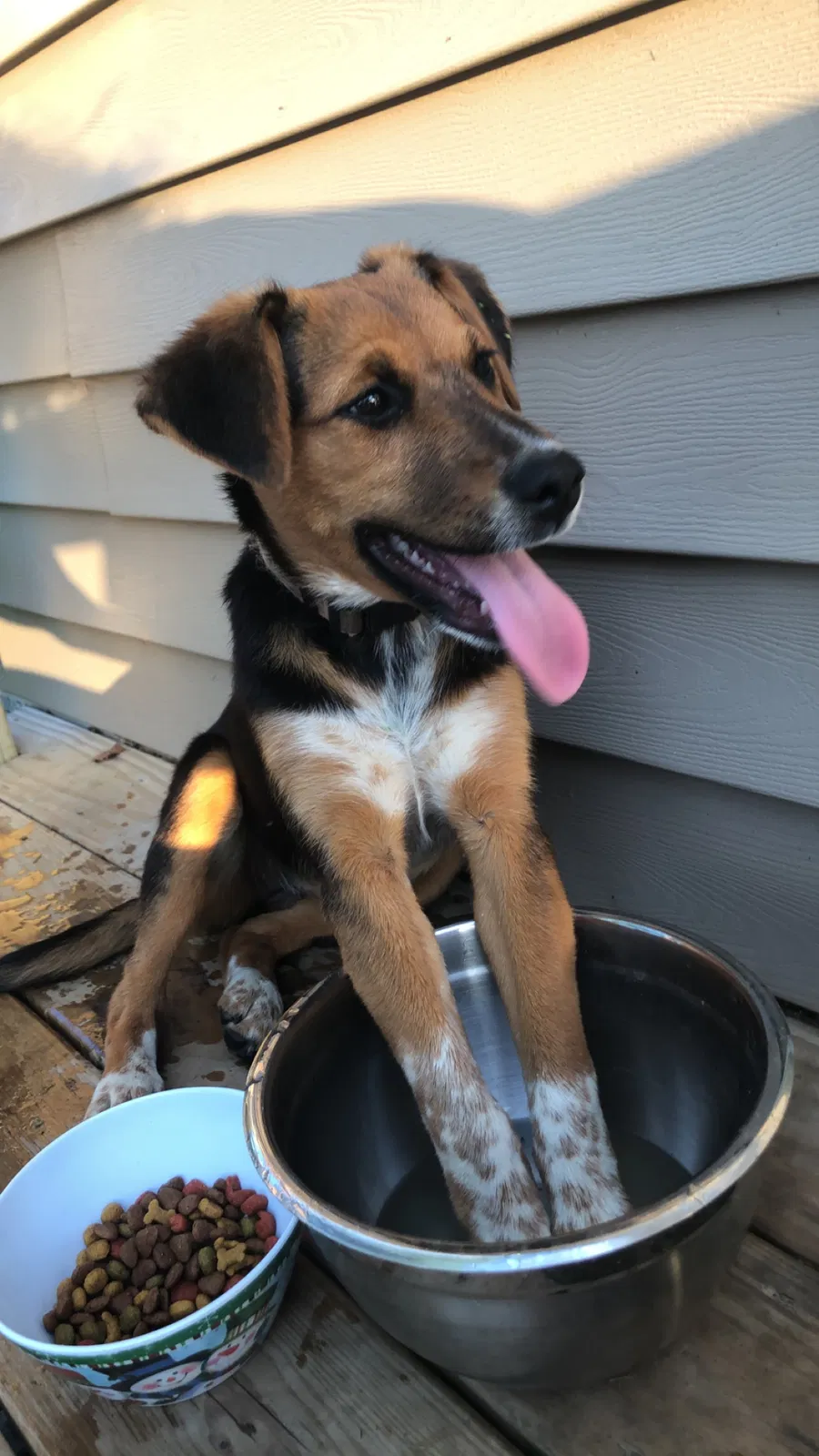 Lost dog in Jasonville, IN, 47438