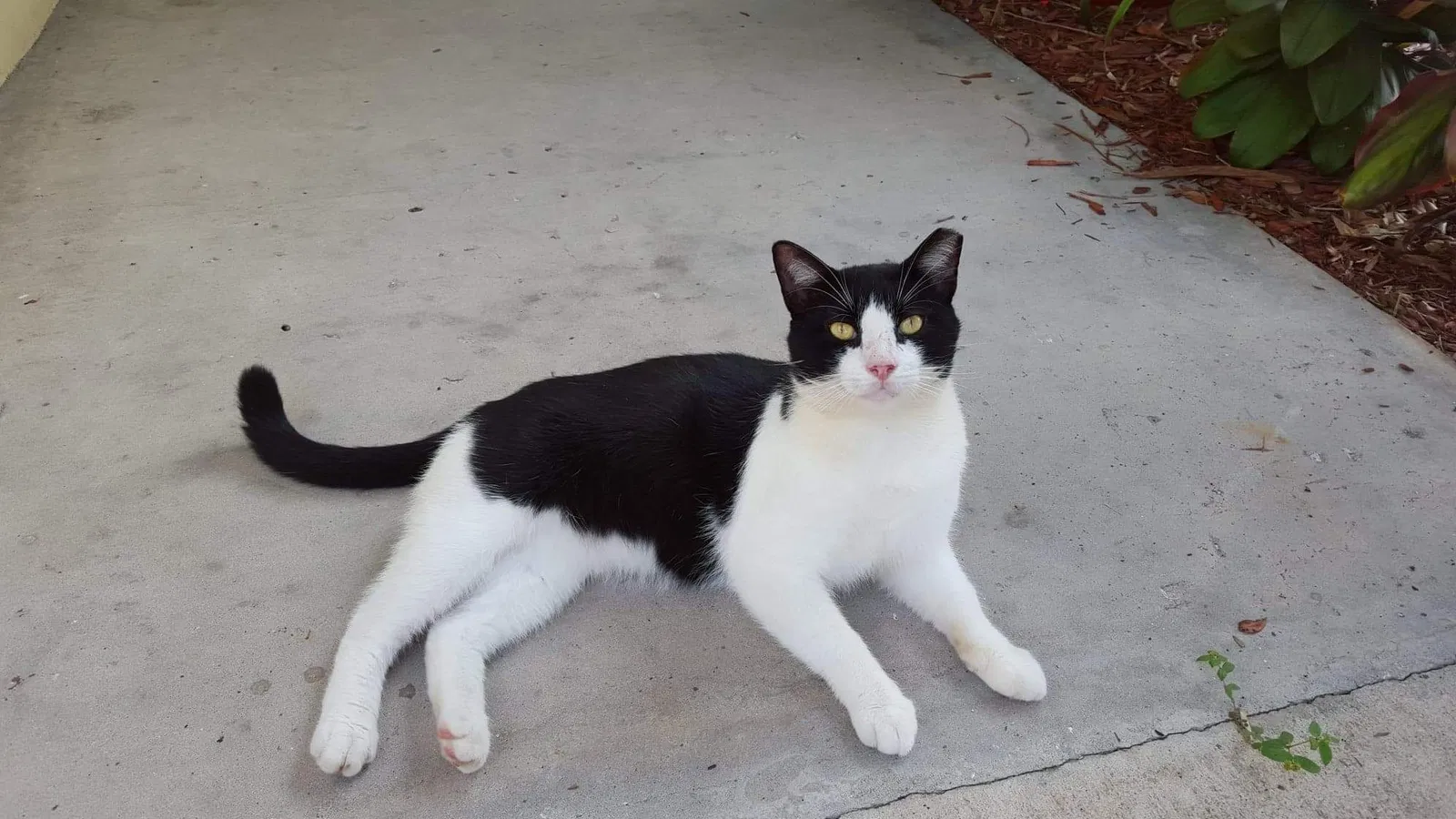 Lost cat in Largo, FL, 33774