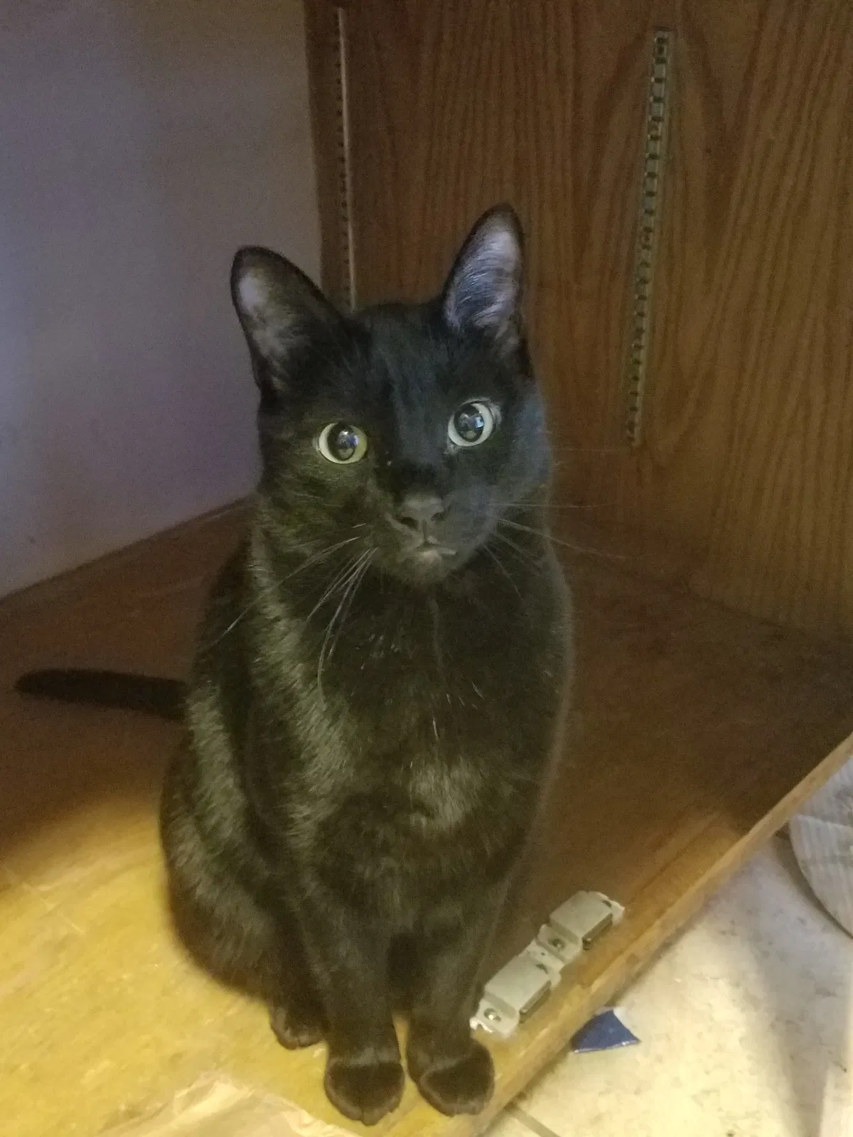 Lost cat in Saint Paul, MN, 55122